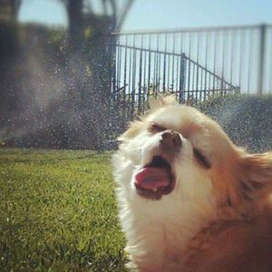 Meet your Posher, Deann